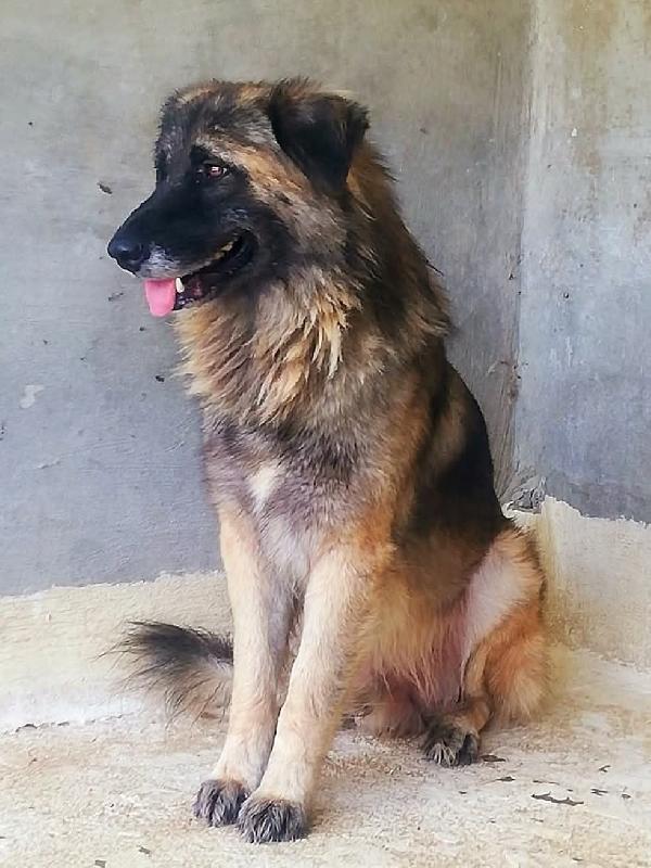Lupo Foto 2