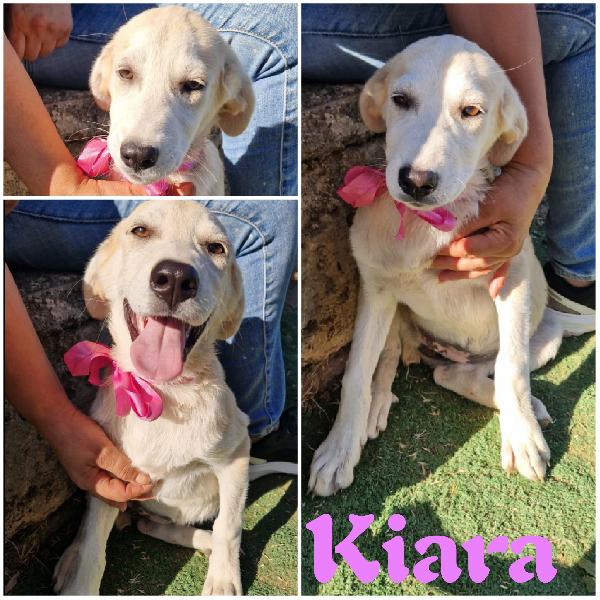 Aiutateci A Trovare Casa, Cuccioli In Adozione 