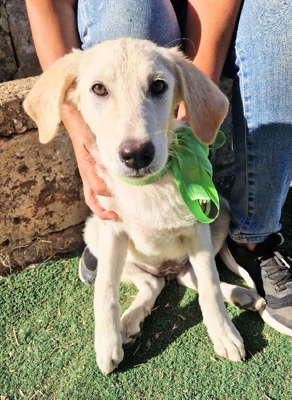Aiutateci a trovare casa, cuccioli in adozione  Foto 7