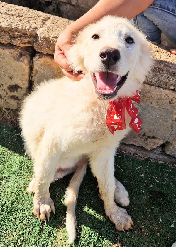 Aiutateci a trovare casa, cuccioli in adozione  Foto 8