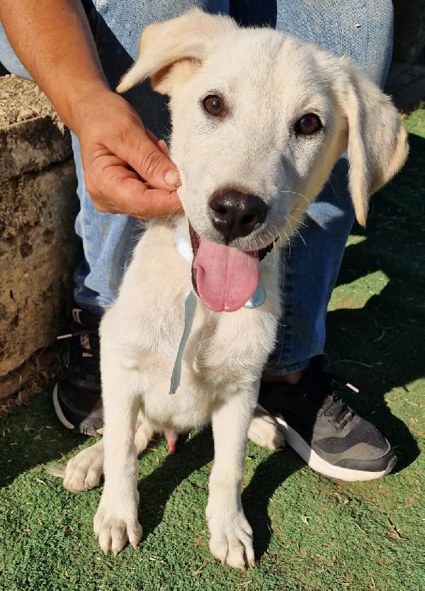 Aiutateci a trovare casa, cuccioli in adozione  Foto 9