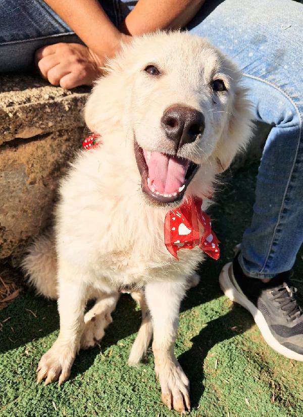 Cody dolcissimo cucciolotto in adozione  Foto 2