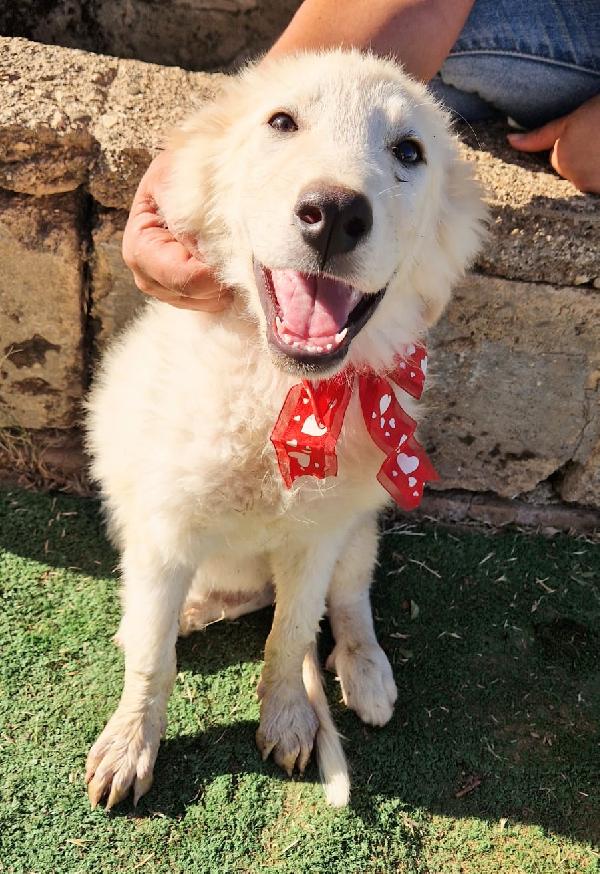 Cody dolcissimo cucciolotto in adozione  Foto 6