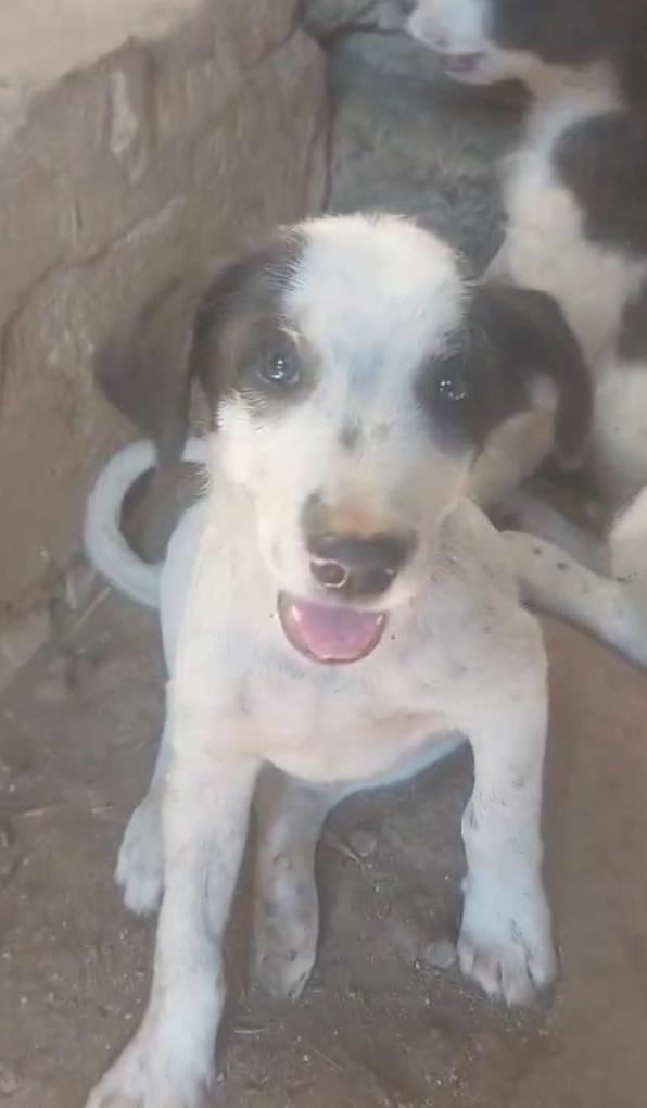 Cesar Splendido Dolce Cucciolo Cerca Famiglia
