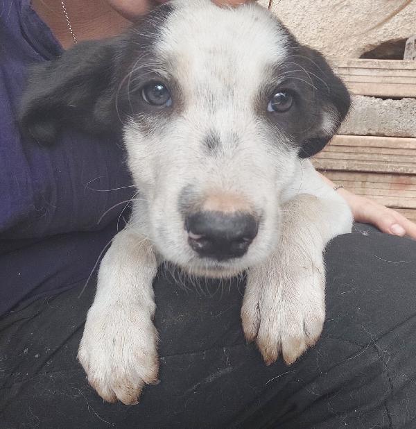 CESAR SPLENDIDO DOLCE CUCCIOLO CERCA FAMIGLIA Foto 2