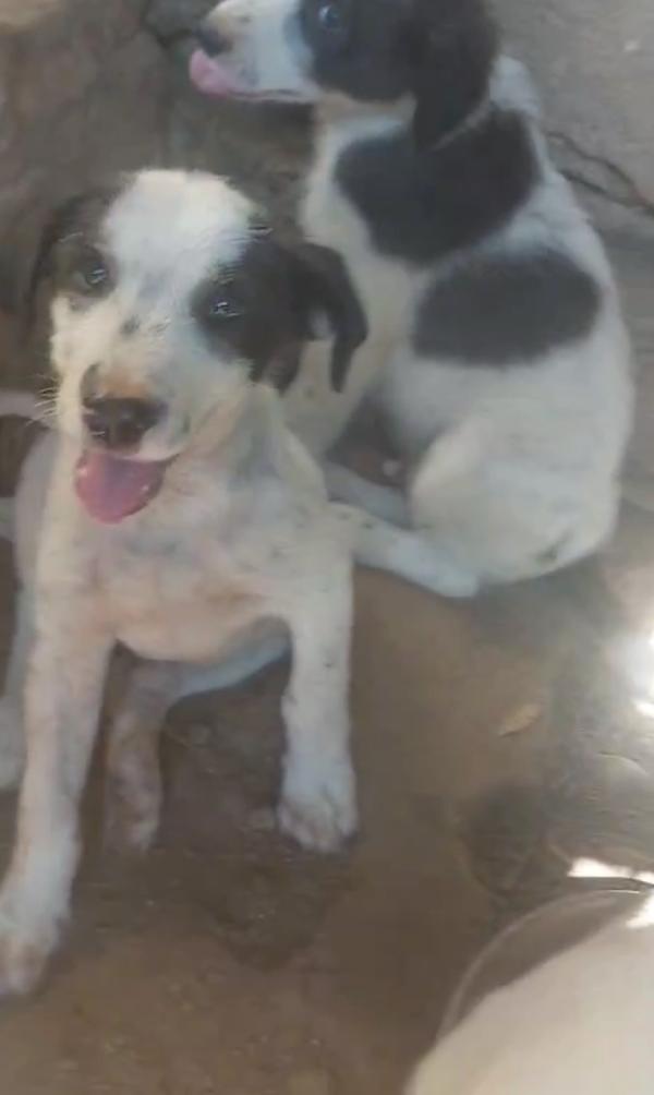 CESAR SPLENDIDO DOLCE CUCCIOLO CERCA FAMIGLIA Foto 6
