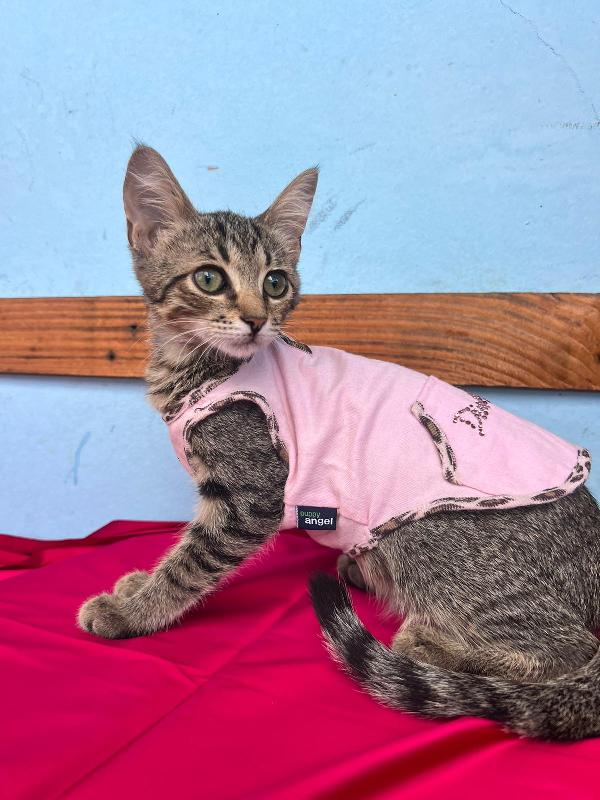 Nala Foto 3