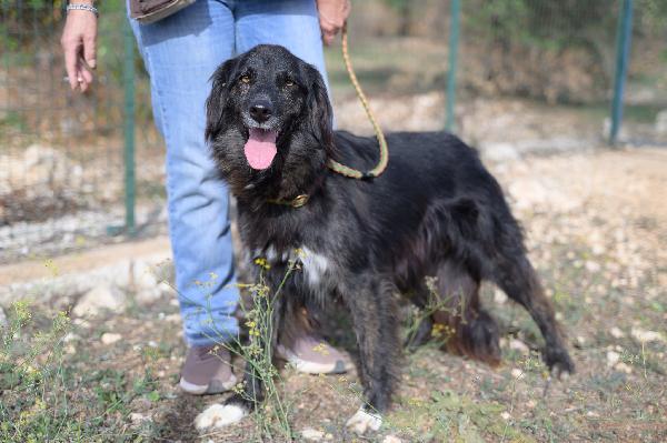 Lilly Cerca Famiglia. Info adozione Monica 3890238584 Foto 3
