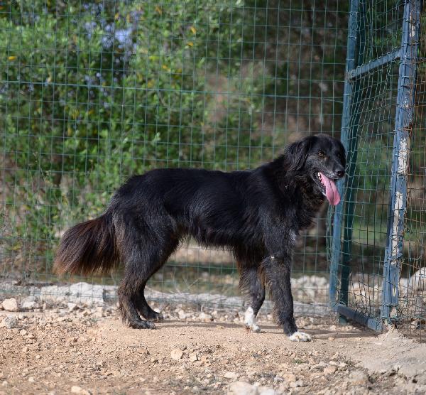 Lilly Cerca Famiglia. Info adozione Monica 3890238584 Foto 4