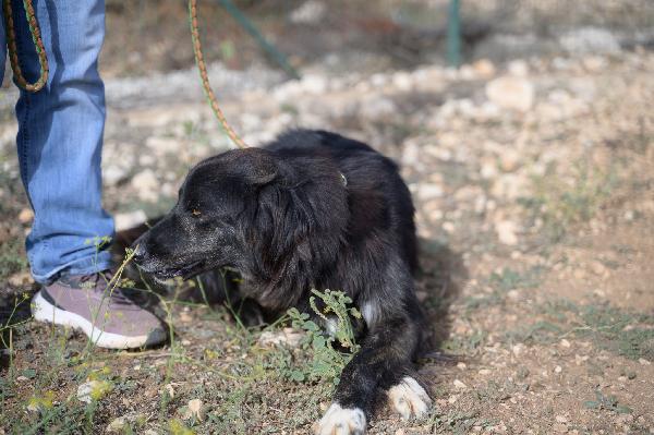 Lilly Cerca Famiglia. Info adozione Monica 3890238584 Foto 5