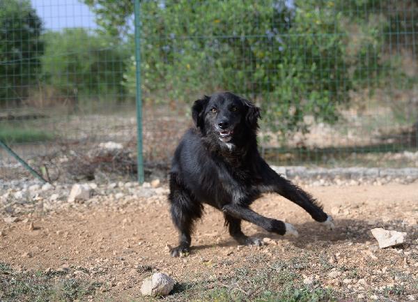 Lilly Cerca Famiglia. Info adozione Monica 3890238584 Foto 6