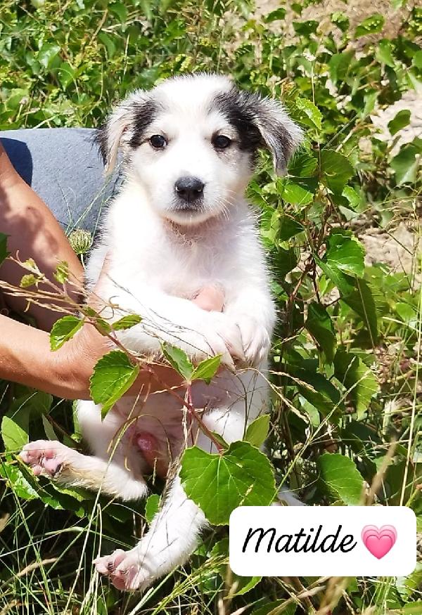 I Cuccioli Stupendi Maschi E Femmine