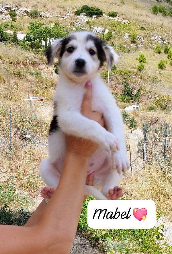 I cuccioli stupendi Maschi e femmine Foto 2