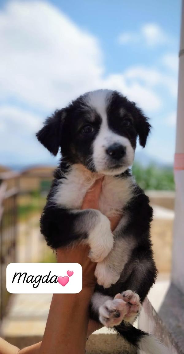 I cuccioli stupendi Maschi e femmine Foto 5