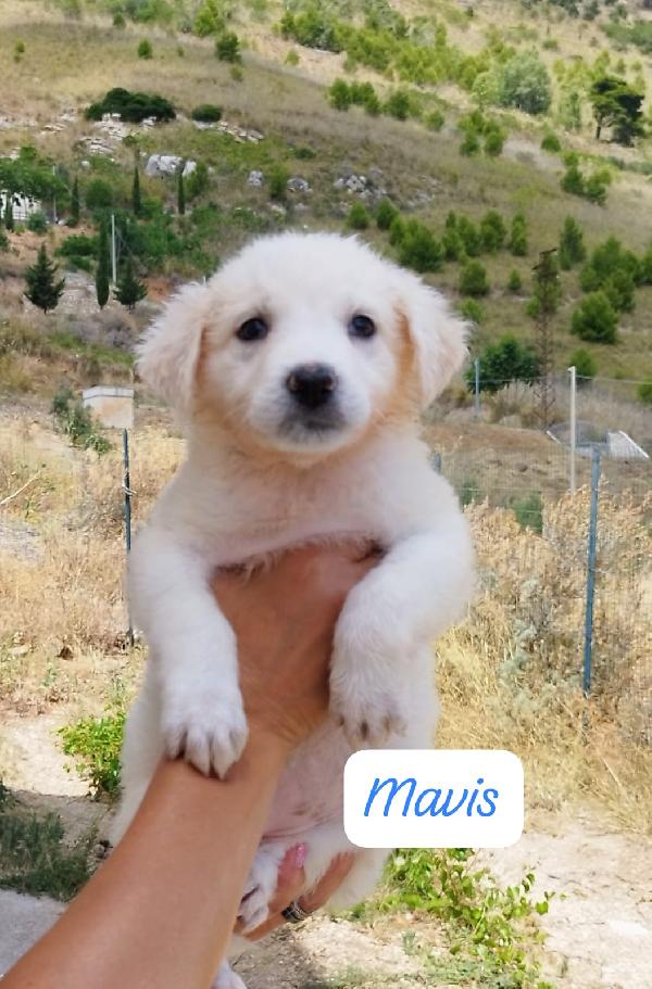 I cuccioli stupendi Maschi e femmine Foto 4