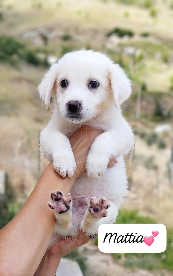 I cuccioli stupendi Maschi e femmine Foto 6