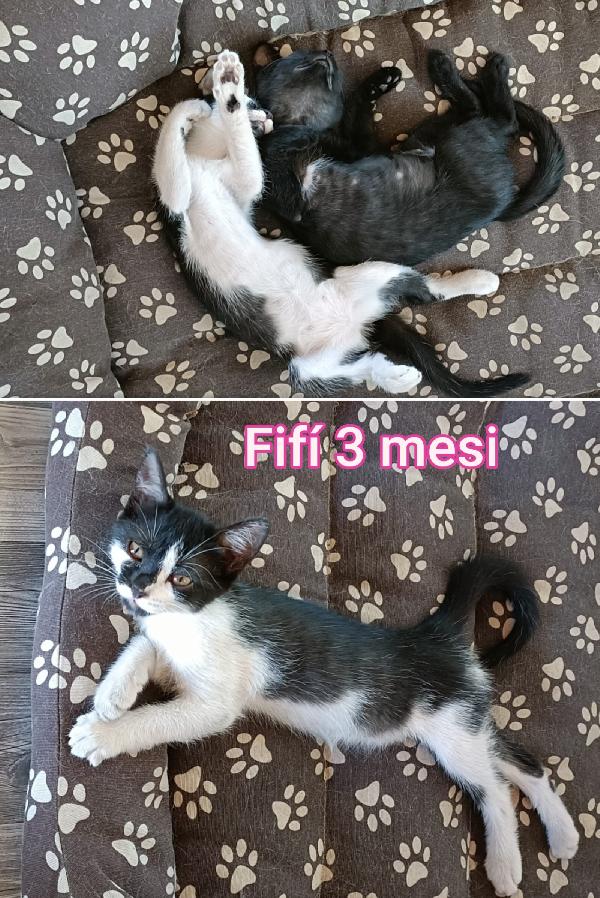 Chiamate X Salvare Un Gattino 