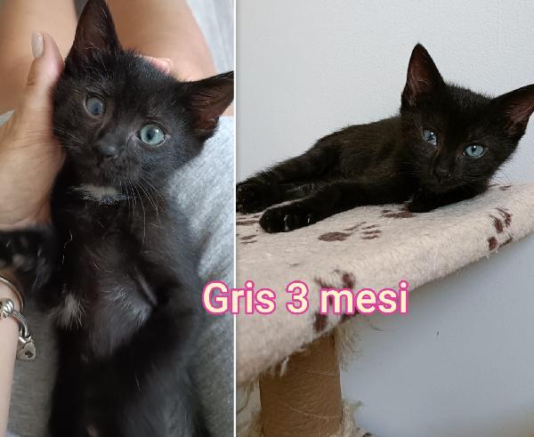 Chiamate x salvare un gattino  Foto 2