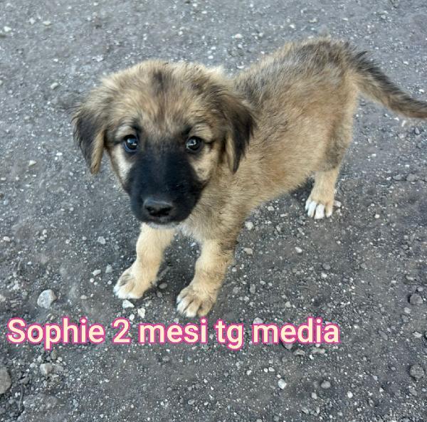 2 Mesi: Cuccioli Da Adottare 