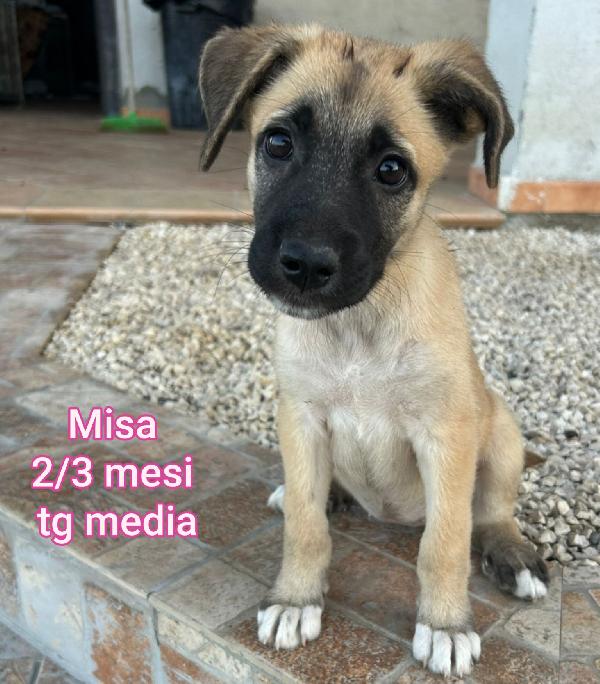 2 mesi: CUCCIOLI DA ADOTTARE  Foto 2