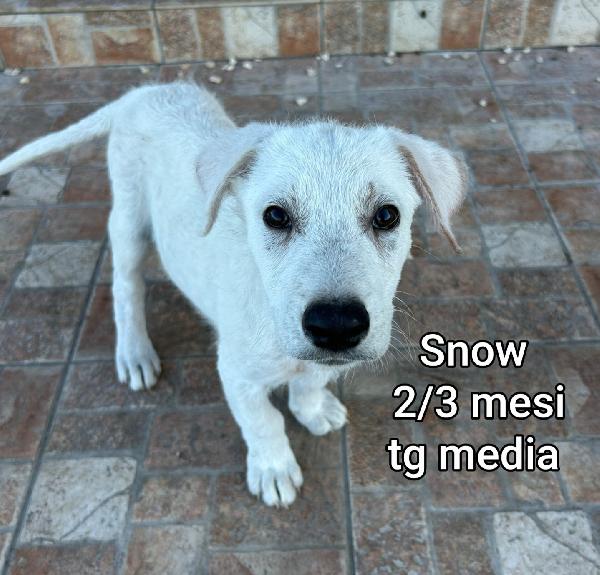 2 mesi: CUCCIOLI DA ADOTTARE  Foto 3