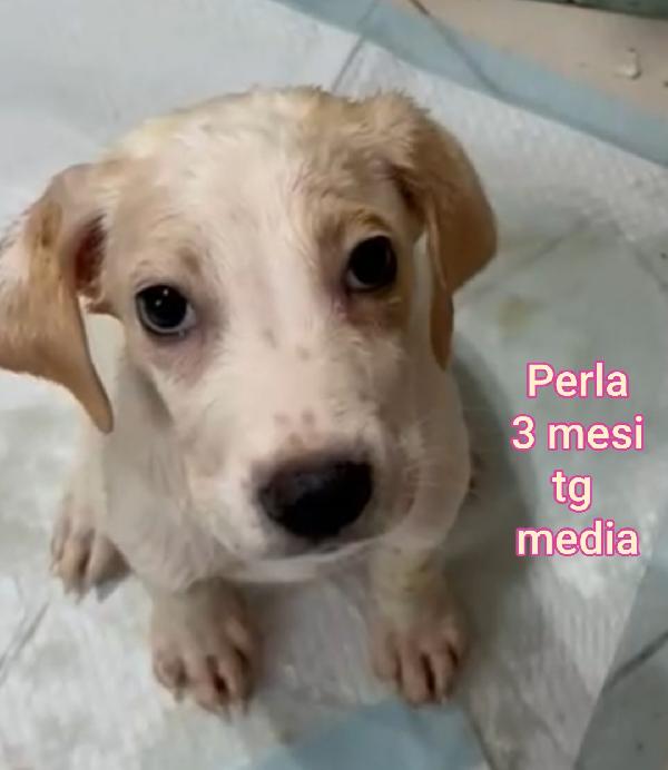 2 mesi: CUCCIOLI DA ADOTTARE  Foto 4