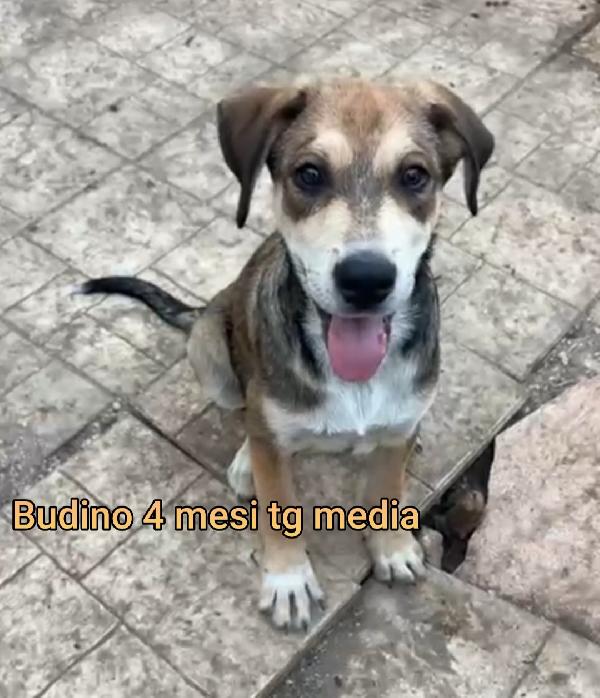 2 mesi: CUCCIOLI DA ADOTTARE  Foto 5