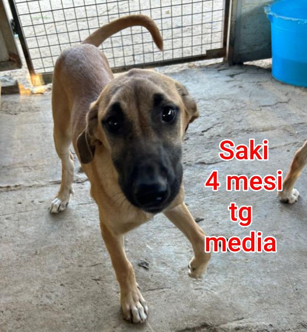 2 mesi: CUCCIOLI DA ADOTTARE  Foto 11