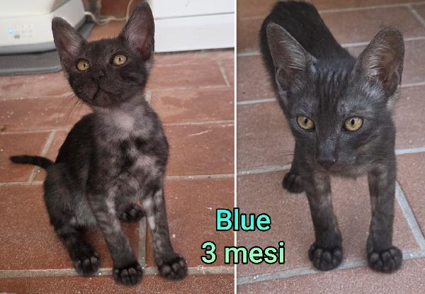 MICETTI BISOGNOSI IN ADOZIONE  Foto 5