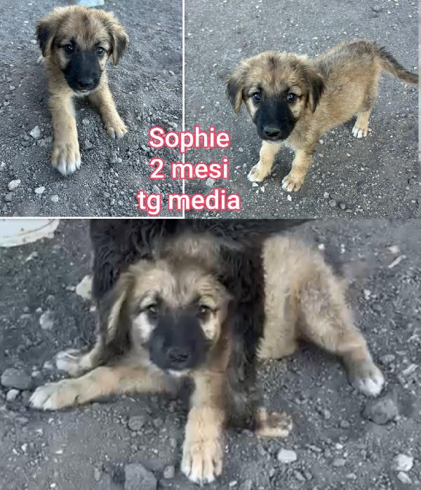 Adotta Un Cucciolo Senza Casa 