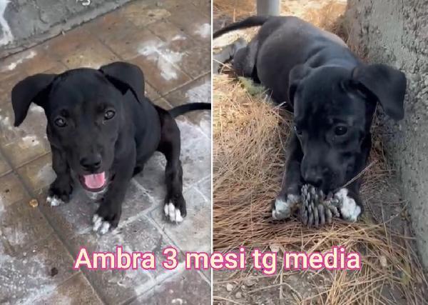 ADOTTA UN CUCCIOLO SENZA CASA  Foto 3
