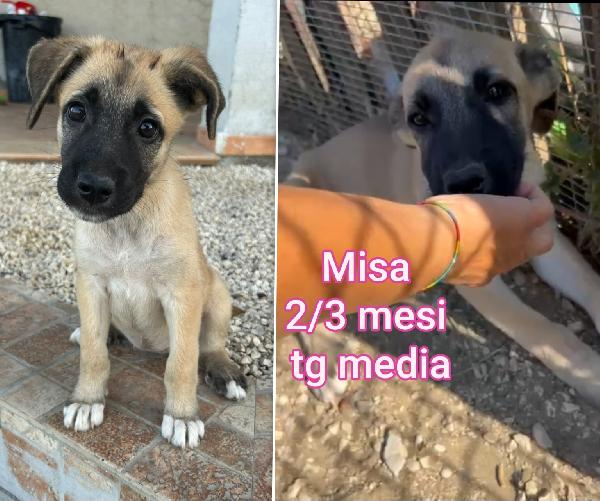 ADOTTA UN CUCCIOLO SENZA CASA  Foto 10