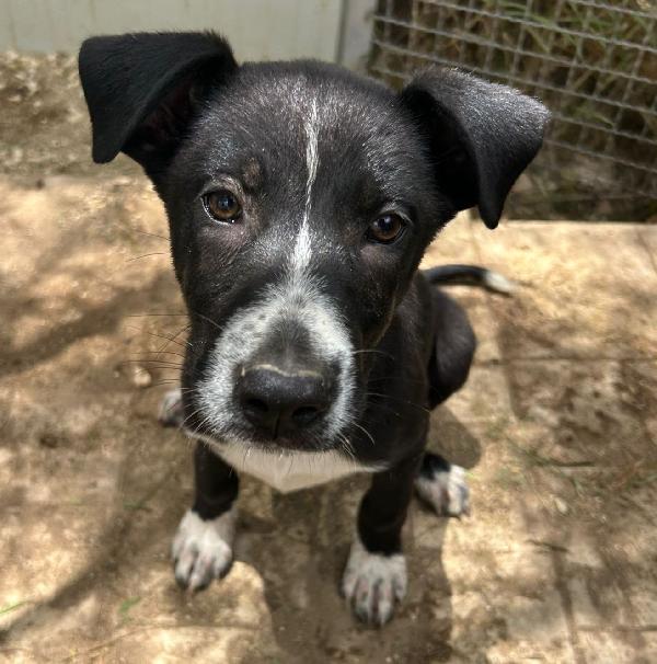MILKA, CUCCIOLA NERA ESCLUSA Foto 3