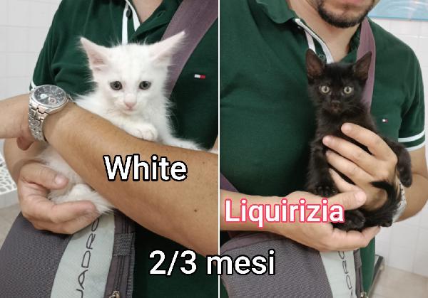 Telefona X Salvare Un Micetto
