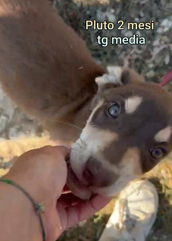 Salvate Un Cucciolo Dal Rifugio 