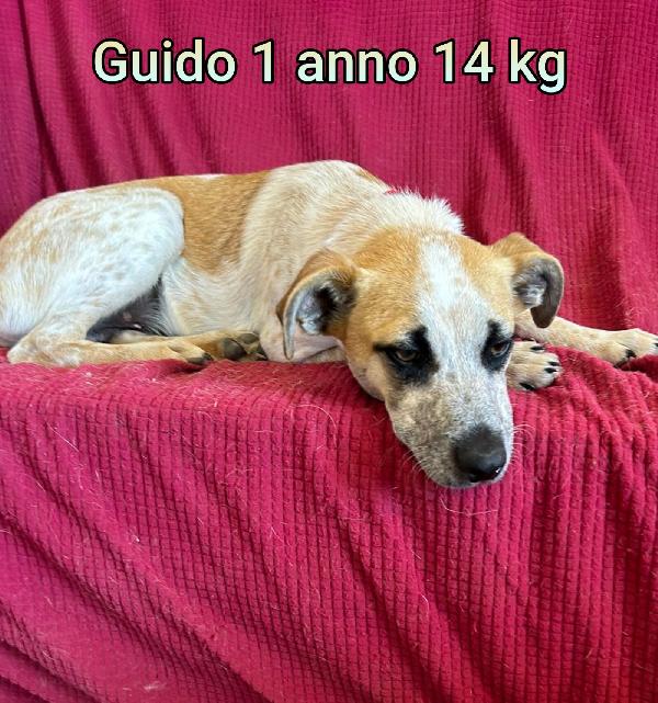 Cani di taglia piccola / mediopiccola Foto 9