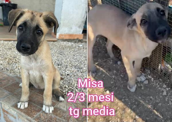 Super Teneri Cuccioli, Dai 2 Mesi