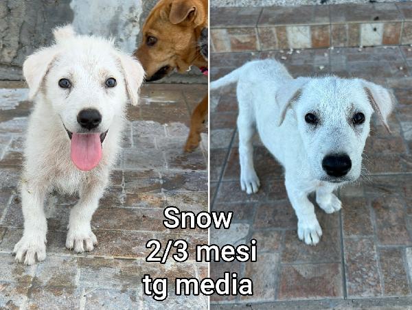 SUPER TENERI CUCCIOLI, DAI 2 MESI Foto 2