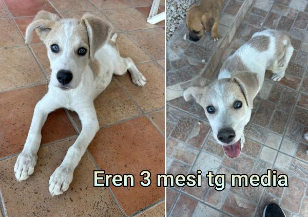 SUPER TENERI CUCCIOLI, DAI 2 MESI Foto 7