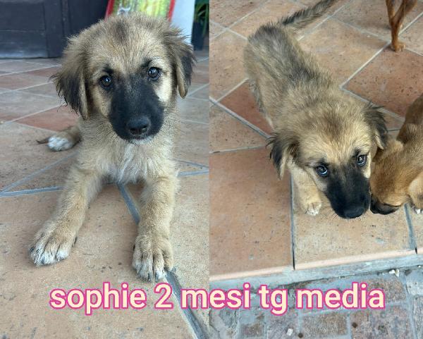 SUPER TENERI CUCCIOLI, DAI 2 MESI Foto 8