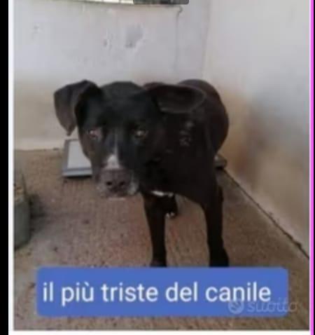 Aston Molossino Nero 4Anni Il +Triste Del Canile!!!