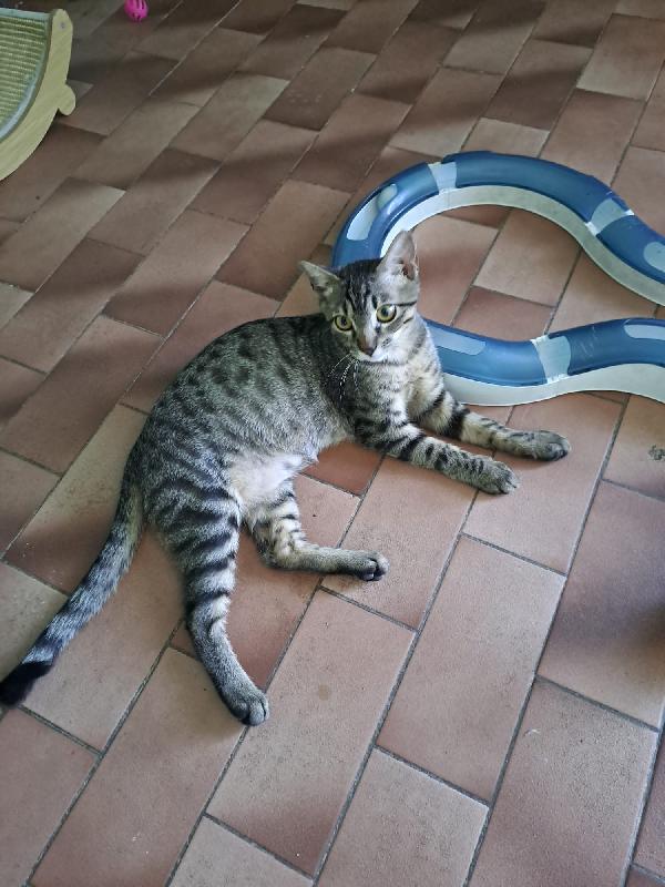 GRACE e KEVIN, teneri gattini in adozione! Foto 2