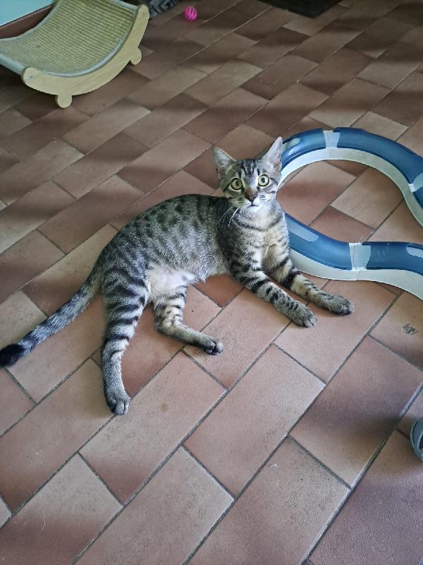 GRACE e KEVIN, teneri gattini in adozione! Foto 3