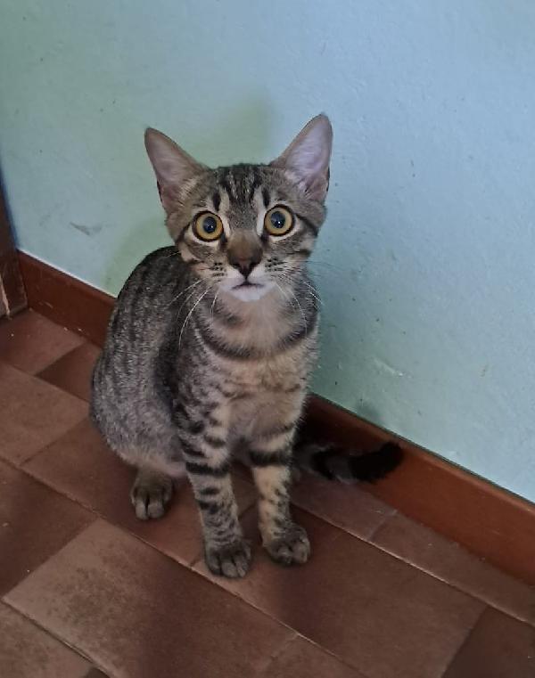 GRACE e KEVIN, teneri gattini in adozione! Foto 4