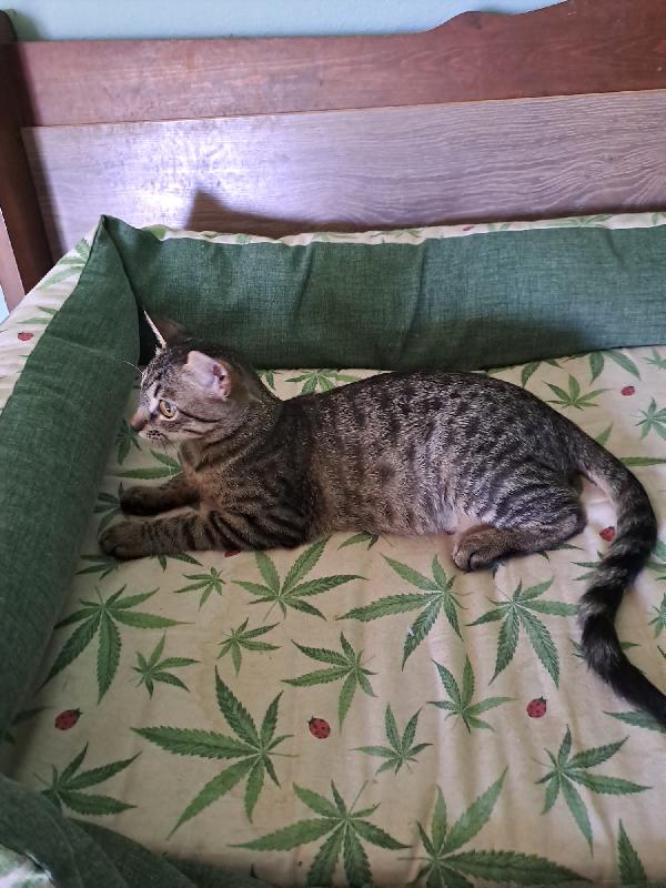 GRACE e KEVIN, teneri gattini in adozione! Foto 6