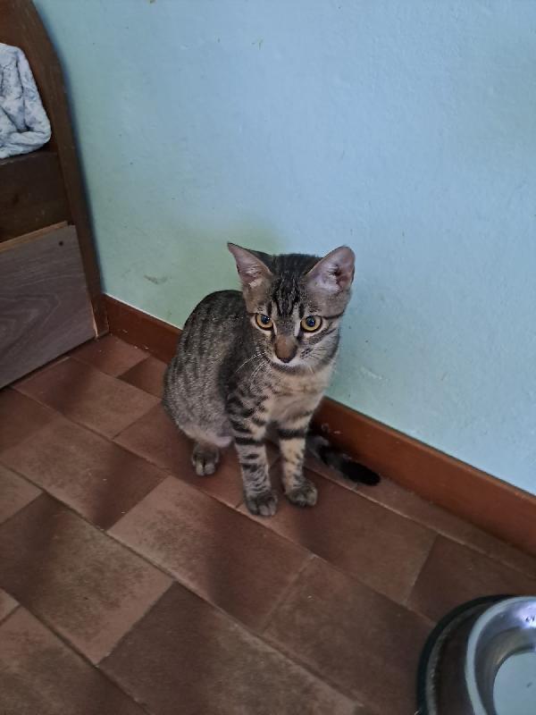 GRACE e KEVIN, teneri gattini in adozione! Foto 7