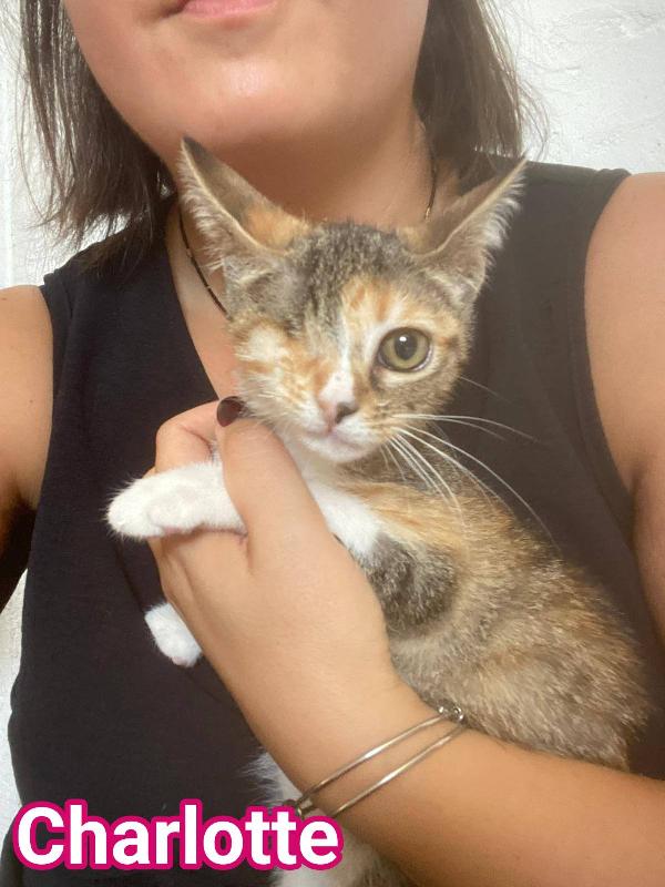 Charlotte, Dolcissima Micina In Adozione!