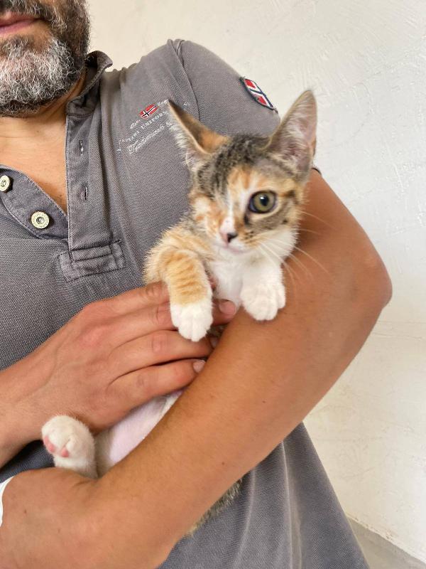 CHARLOTTE, dolcissima micina in adozione! Foto 2