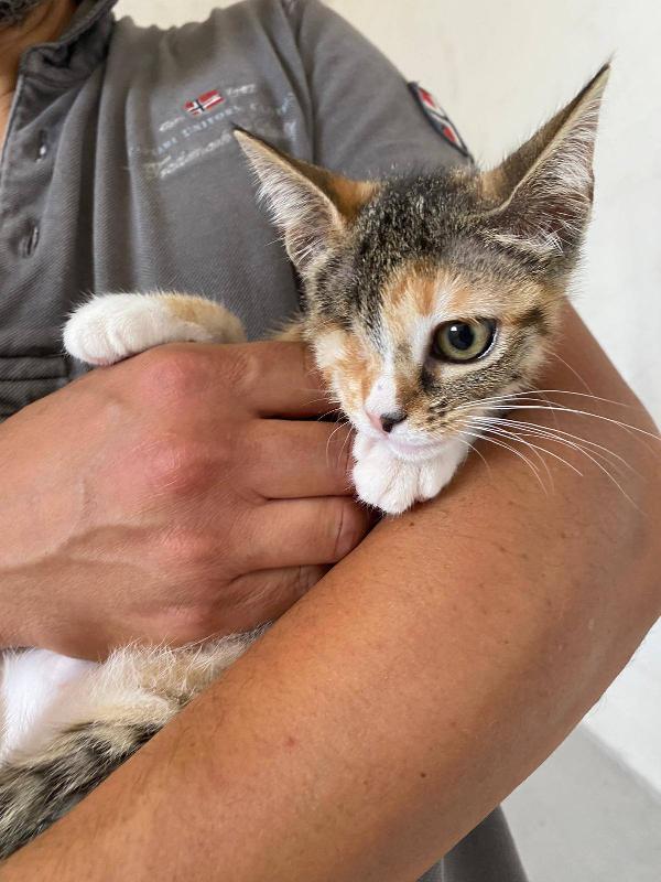 CHARLOTTE, dolcissima micina in adozione! Foto 3