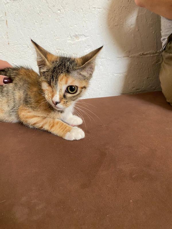 CHARLOTTE, dolcissima micina in adozione! Foto 4